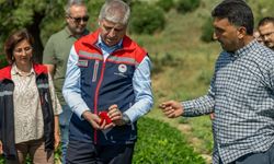 Adana’nın tarımsal değeri Karaisalı biberinde hasat başladı