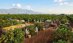 Adana turunçgil üretiminde Türkiye’nin zirvesinde