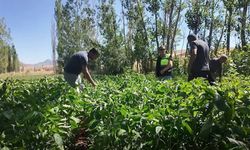 Büyükşehir’den Tufanbeyli üreticisine sulama ve fide desteği