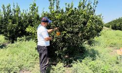 Ceyhan’da turunçgil üretimi için zararlılara karşı önlem