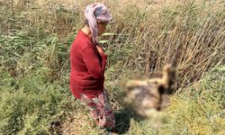 Geçim kaynağı hayvanlarını peş peşe kaybetti: “Yavrusu dünden beri bağırıyor”
