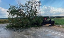 Karaisalı’da devrilen ağaç yolu ulaşıma kapattı