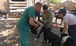 Kozan’da hayvan sağlığı için işletmelerde kontroller sürüyor