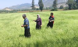 Kozan'da tarım arazileri mercek altında! Üreticilere sahada destek