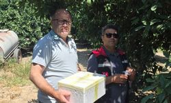 Kozan'da turunçgil zararlısına karşı biyolojik mücadele sürüyor