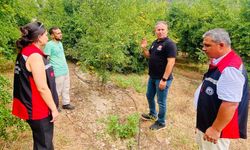 Kozan’ın gözde ürünü Kuytucak Narı yerinde incelendi