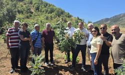 Saimbeyli sumağı için sahada inceleme