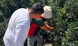 Seyhan’da Akdeniz Meyve Sineği’ne karşı 20 noktada sıkı takip