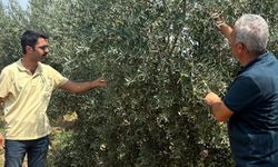 Seyhan’da zeytin rekoltesi için saha çalışması