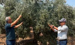 Karataş Belediyesi'nden üreticilere zeytin fidesi desteği