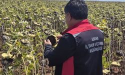 Tarım ekiplerinden Sarıçam’da kapsamlı saha çalışması