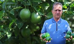 Adana limonunda Rusya çıkmazı: Gemiler gitmeyince hasat yavaşladı