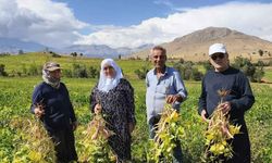 Adana’da fasulye hasadı başladı: Tarlada kilosu 125 TL’yi buluyor