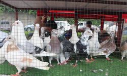 Adana’da gün doğmadan kuş pazarı hareketleniyor: Güvercinler 20 bin TL’ye kadar çıkıyor