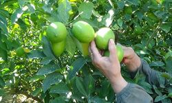 Adana’da limon hasadı için tarih belli oldu