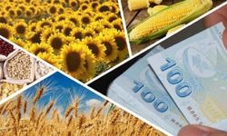 Adana’da mısır, pamuk ve ayçiçeği kaç lira? İşte belirlenen son fiyatlar
