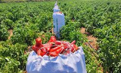 Adana’da tarladan 1 ton salçalık biber çalındı