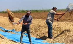 Adana'da yer fıstığı hasadı başladı: 135 bin ton rekolte bekleniyor
