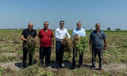 Adana’nın tescilli lezzetinde hasat heyecanı