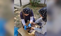 Feke’de kanatlı hayvanlara sağlık taraması