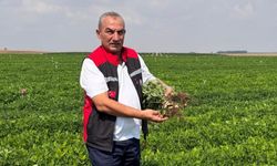 Fıstık hasadı için geri sayım başladı