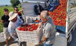 Kapya biber hasadı Sarıçam’da başladı