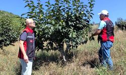 Kozan’da dolu sonrası tarım alanlarında hasar tespiti sürüyor