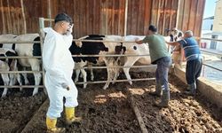 Kozan’da hayvan sağlığı için aşılama çalışmaları sürüyor