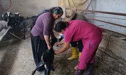 Kozan’da hayvan sağlığı için aşılama ve kimliklendirme çalışması