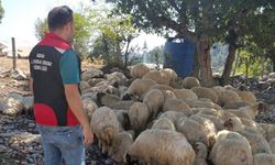 Kozan’da hayvancılık işletmelerine sağlık taraması