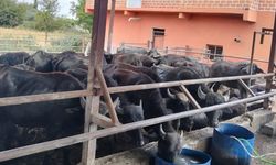 Haylazlı Mahallesi’nde kapsamlı temizlik çalışması