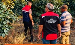 Kozan'da Trabzon hurması bahçelerinde hastalık ve zararlı denetimleri sürüyor