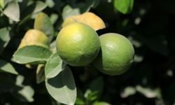 Limon üreticileri için kritik tarih açıklandı