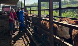Sarıçam’da besilik hayvanlar kontrol altında