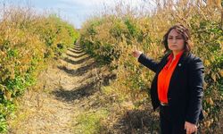 Şevkin: Narenciye üreticisi yalnız bırakılmamalı