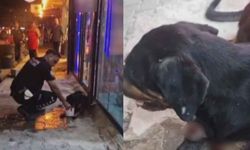 Sokak köpeğini tüfekle vuran şüpheli yakalandı