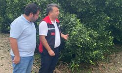 Tarım ekipleri dolu hasarı için sahada