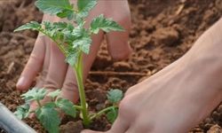 Türkiye, iklim dirençli gıda ve su güvenliği girişimine öncülük edebilir