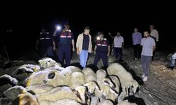 Adana'da kaybolan 45 koyun dronla bulundu