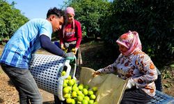Adana’da mandalina hasadı başladı: Kilosu dalında 8-10 lira