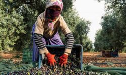 Adana'da zeytin sezonu resmen başladı!