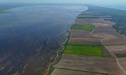 Adana'nın doğa harikası Akyatan Lagünü can çekişiyor! Yavru balık ölümleri başladı
