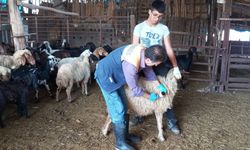 Ceyhan’da küpeleme ve aşılama çalışmaları sürüyor