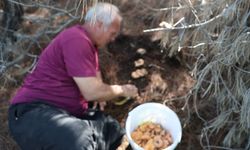 Kanlıca mantarı Kozan'da yıllar sonra yüz güldürdü