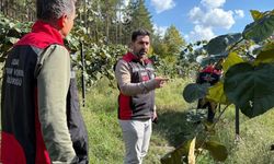 Kivi bahçelerinde hasat öncesi kontrol
