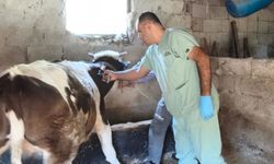 Kozan’da aşılama ve sağlık taramaları sürüyor