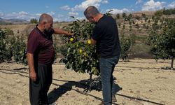 Kozan’da bitkisel üretim alanlarında kontroller sürüyor