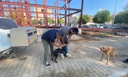 Kozan’da evcil hayvanlar için kimliklendirme ve aşılama sürüyor