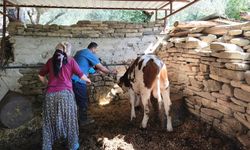 Sağlıklı hayvancılık için çalışmalar sürüyor