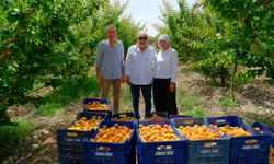 Tescilli Mut kayısısında hasat mesaisi sürüyor